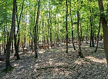SAPANCA ORMANYA MAŞUKİYE TURU